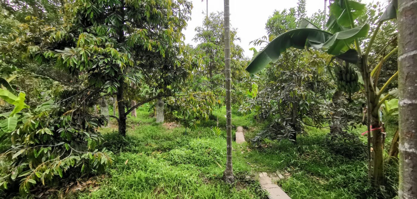 An established, healthy durian grove