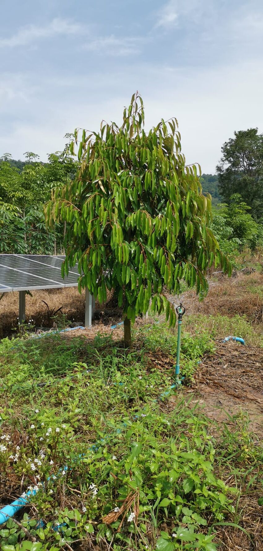 Young durian tree with a solar sensor and irrigation on the field