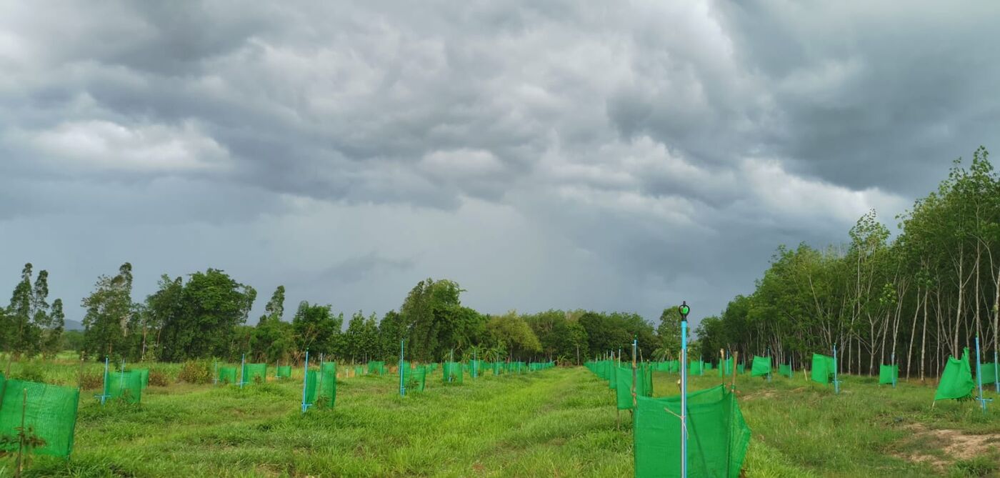 First durian planting — young saplings under a monsoon sky