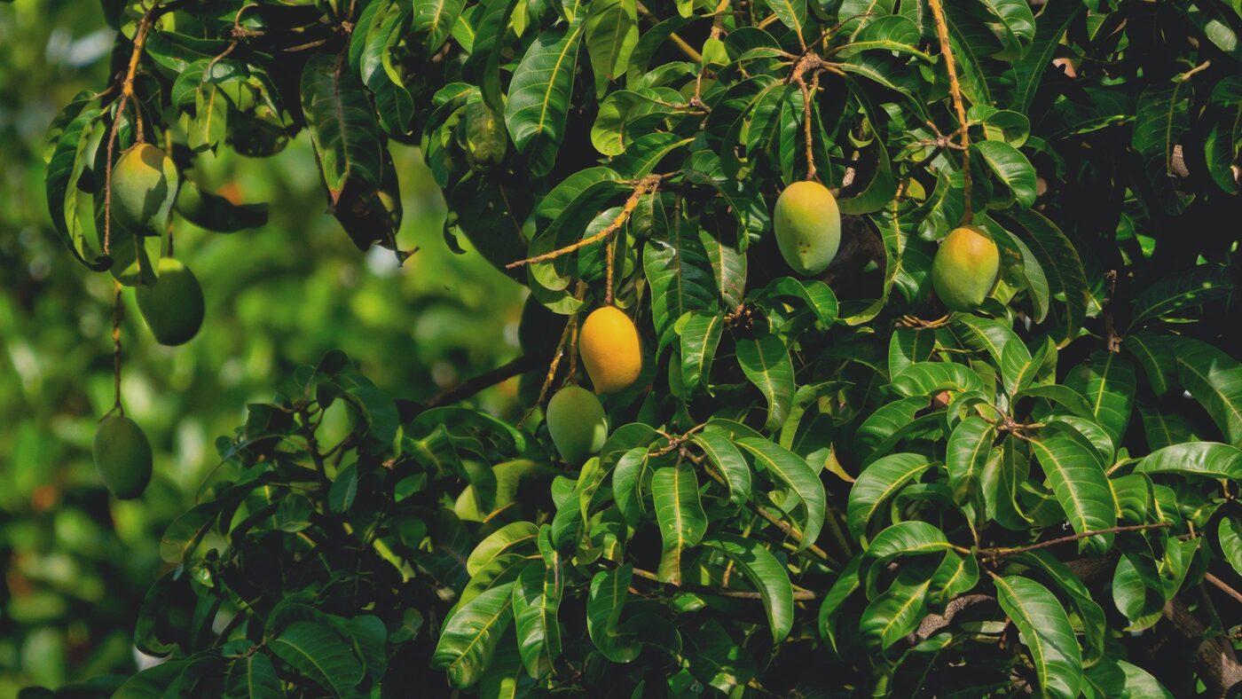Ripening mangoes on the tree at the test field